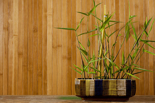 Bamboo in your home: Why you need it!