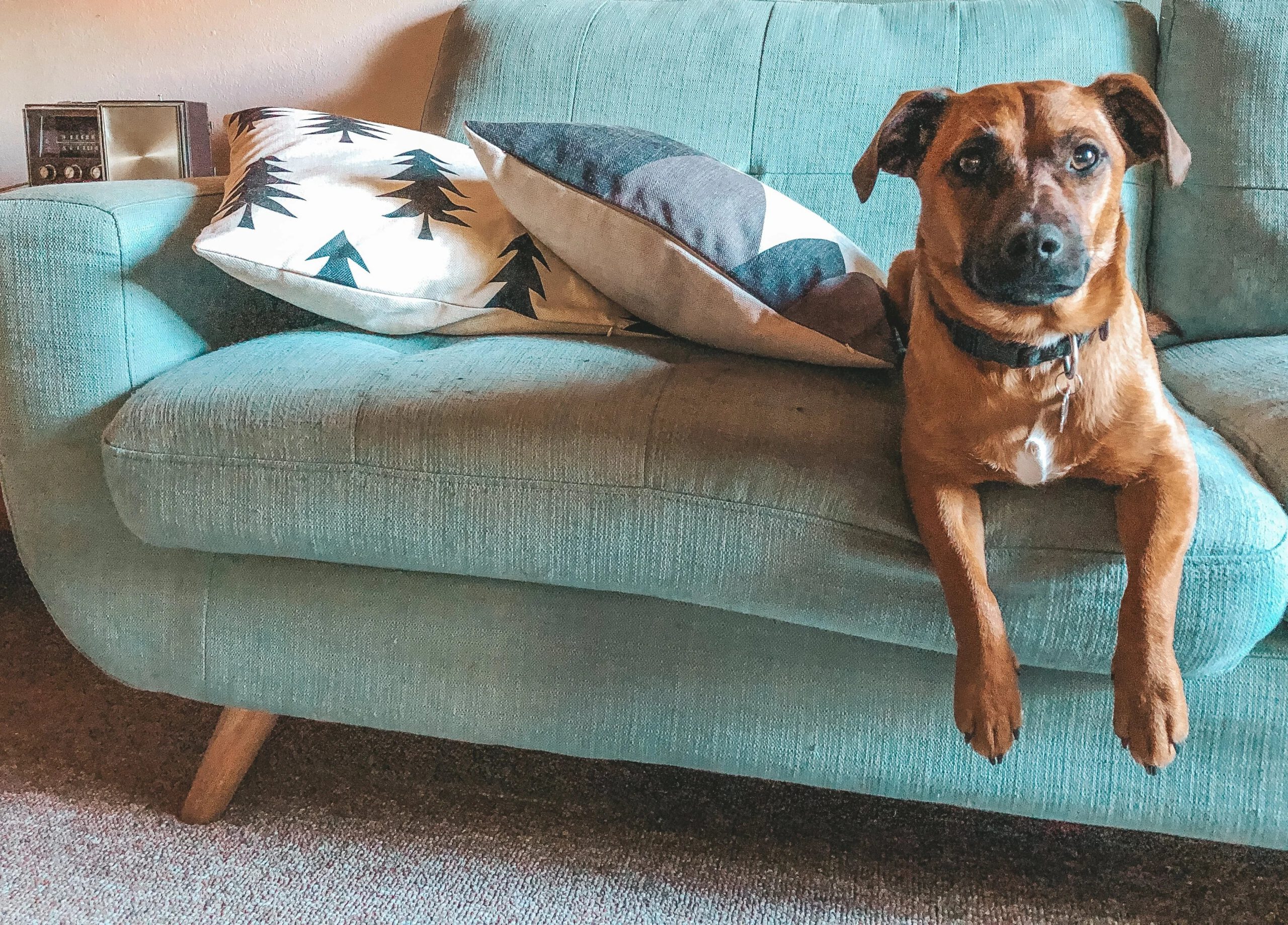 How to Remove Pet Odors from Upholstered Furniture